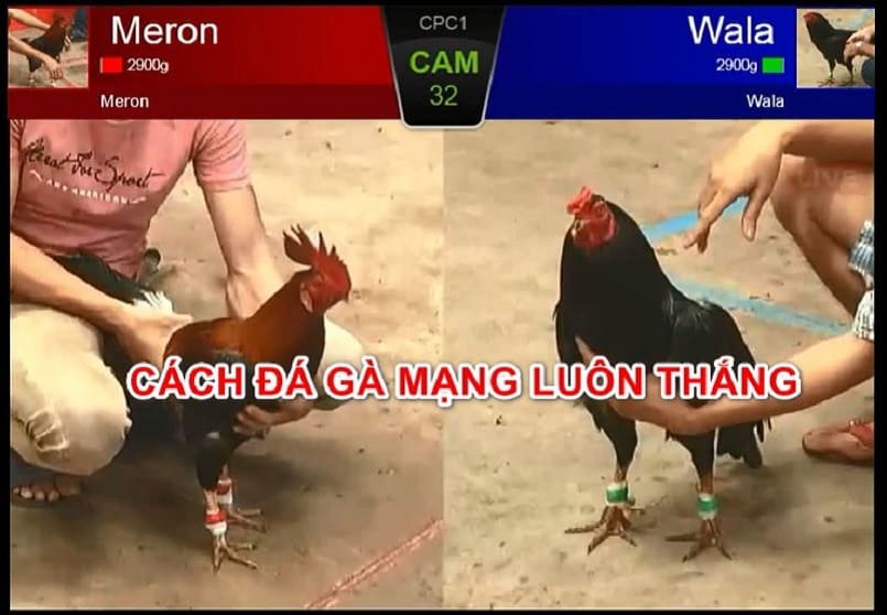 Hình thức chơi đá gà Campuchia